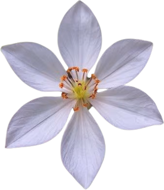 Flower emote