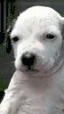 Waosconfrio emote