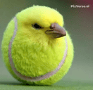 tenisuit animated emote