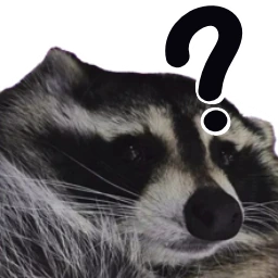 Racoonhuh emote