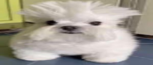 hubert emote