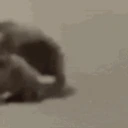 ratting emote
