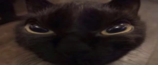 LIES emote