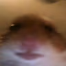 HamsterWhat emote