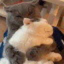 catHUG emote