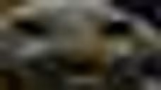 xdddownscaled emote