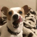 dog_yawn emote