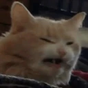 CE_DISGUSTING emoji