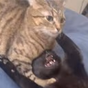 CE_CatChoke emote