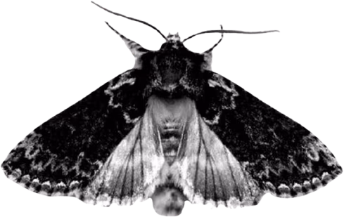goth_moth emote