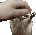 racoonPet emote