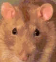 ratSTARE animated emote