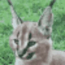 floppaears emoji
