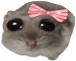 hamstiCute emote