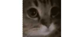 meowtosis emote