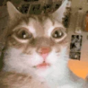 catErm3 emote