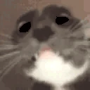 AREYOUAGIRL emote