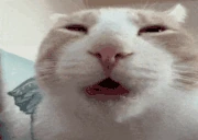 wah emote