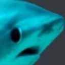 sharkgasp emote
