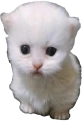 ewpert emote