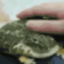 frogpat emote