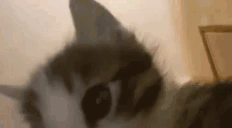 fto emote