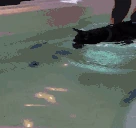 gup emote
