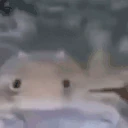 HELLO emote