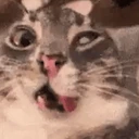 ExploringCatNip emote