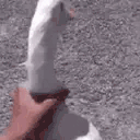 Goose animated emote