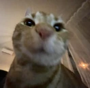 wot