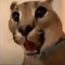 FloppaShock emote