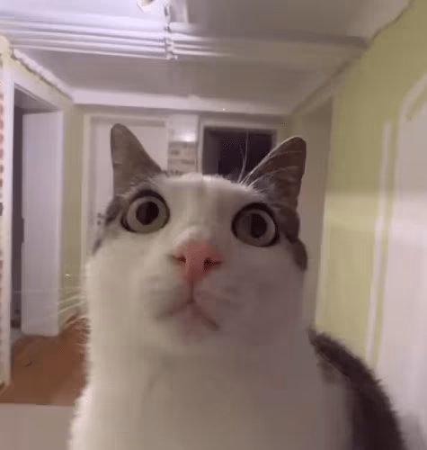 Luna_shocked emote