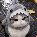 AngySharkKitty emote