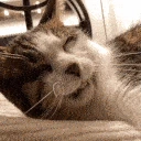 sleepy_cat emote