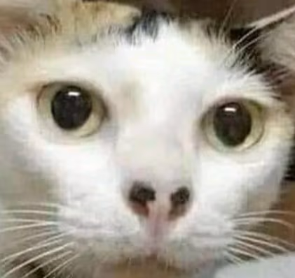 Huhcat emote