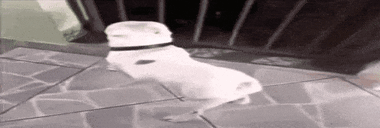 SHARAPJIGGER animated emote