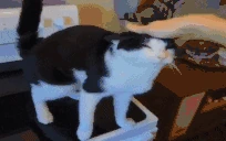 patting emote
