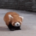 redpandaArrive emote