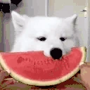 melona emote