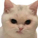 catDisgust emote