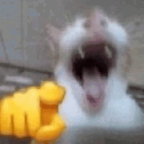 cat sticker