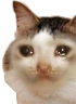 kiisu_sad emote