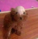 Bald_dog emote