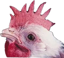 Sad_Chicken emote