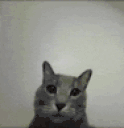 GOCATYOURSELF