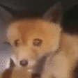 FoxScream emote