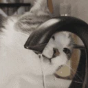 hydrate emote