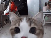 smotrit emote