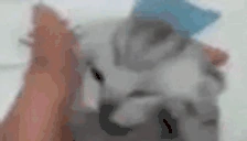 AAAA emote